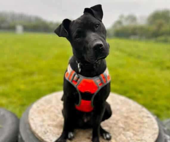 A dog who is cared for at the animal charity centre