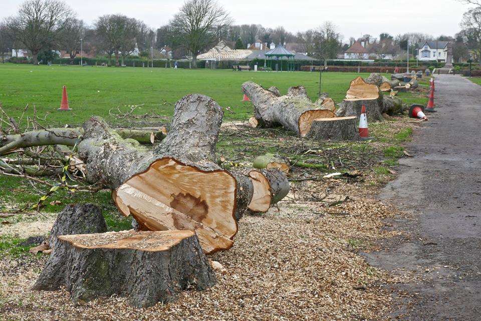 Canterbury City Council has started stripping back the Avenue of Remembrance. Picture: John Holland