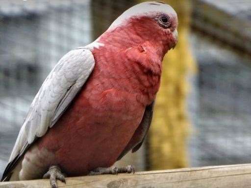 The missing cockatoo. Picture: Wingham Wildlife Park