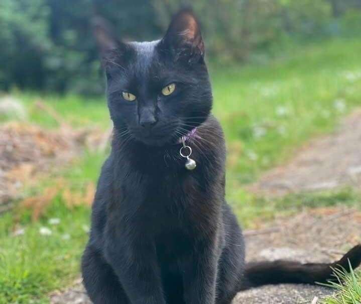 Treacle the cat was sadly found dead beneath the bonnet of a van. Picture: Annie Parkinson