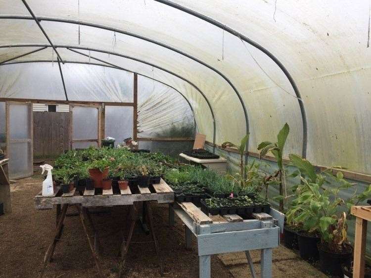 Residents can spend time in the therapy garden, tending to plants or working on the allotment