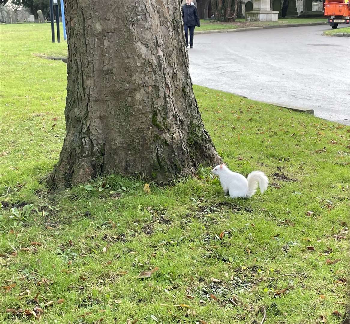 An albino squirrel spotted in Chatham cemetery grounds. Picture: Lewis Keemar