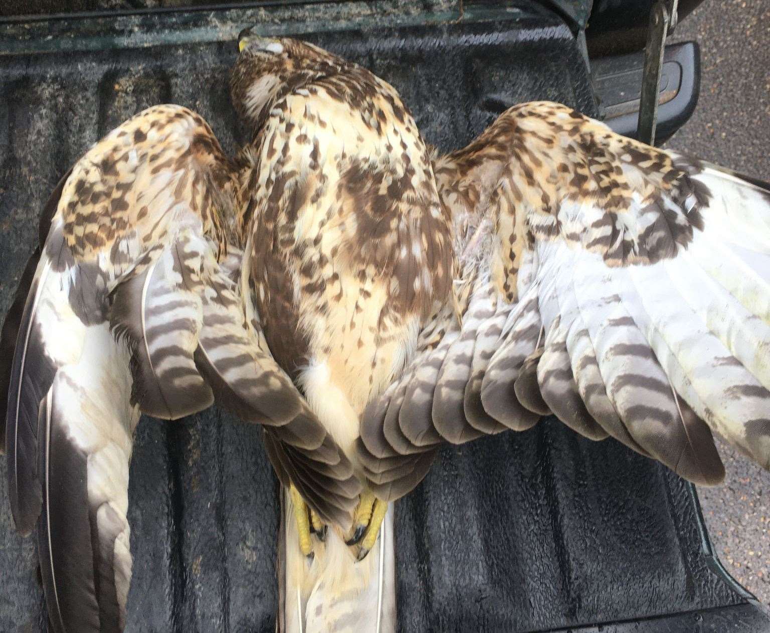 The protected bird of prey was shot in mid-flight. Picture: RSPB