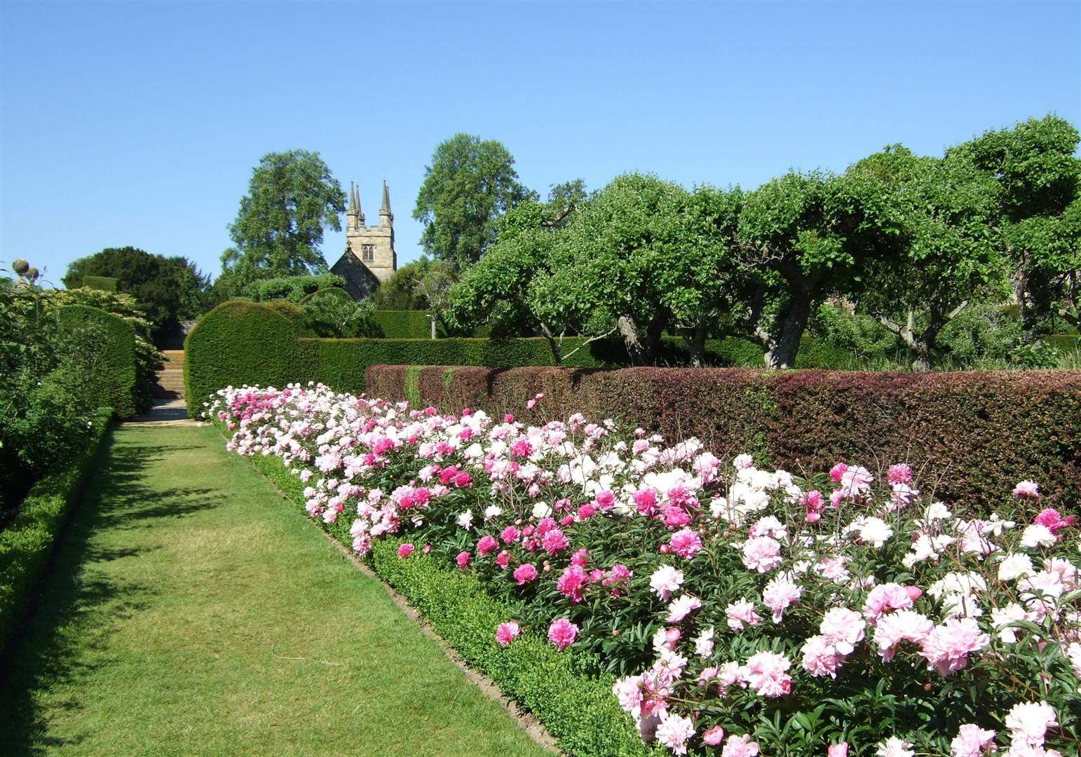 Peonies at Penshurst