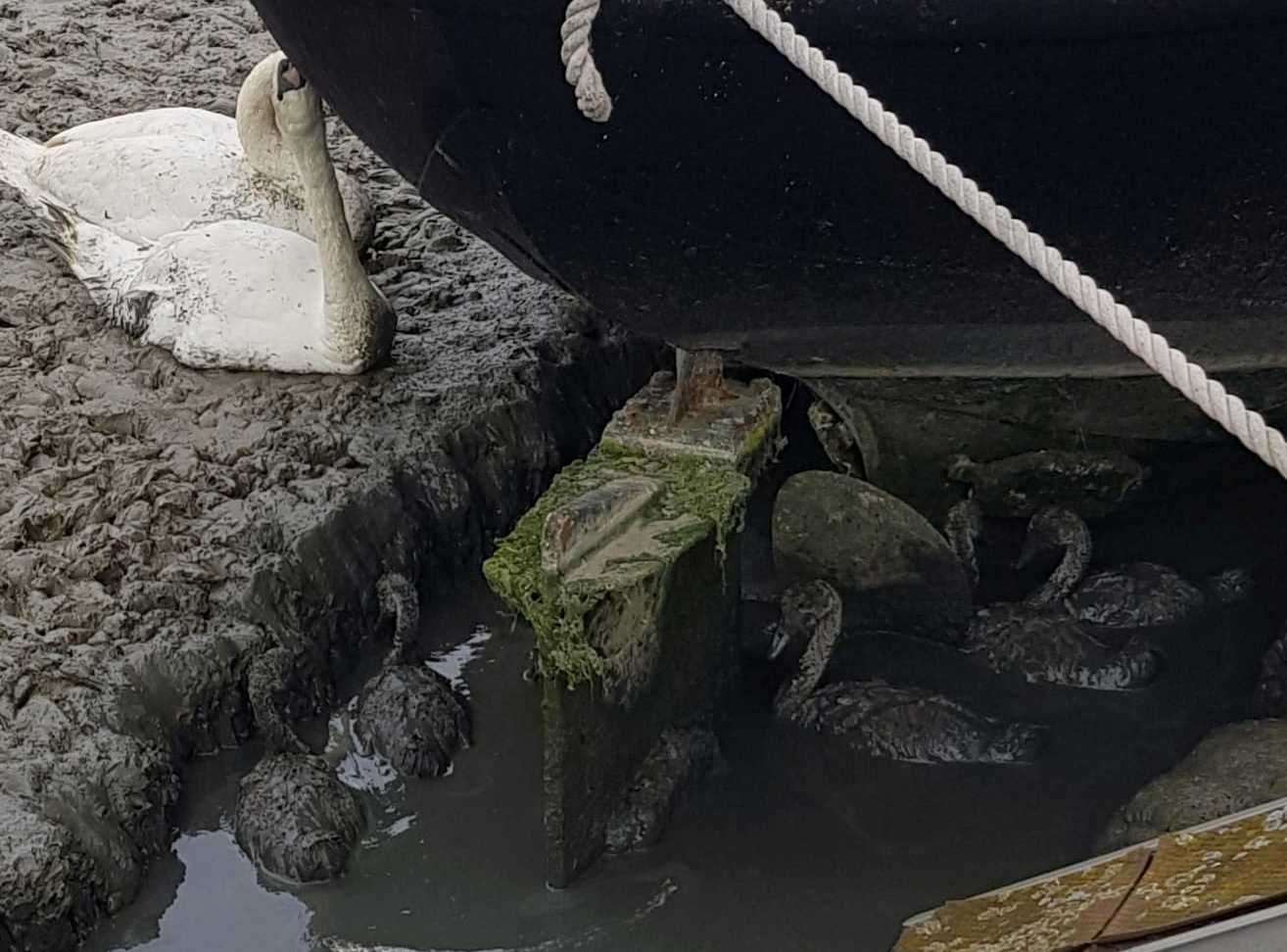 Eight cygnets had to be saved after getting stranded. Photo: Kent Wildlife Rescue Service