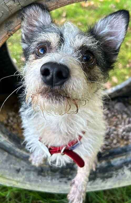 Patch the chihuahua and Jack Russell mix. Picture: Last Chance Animal Rescue