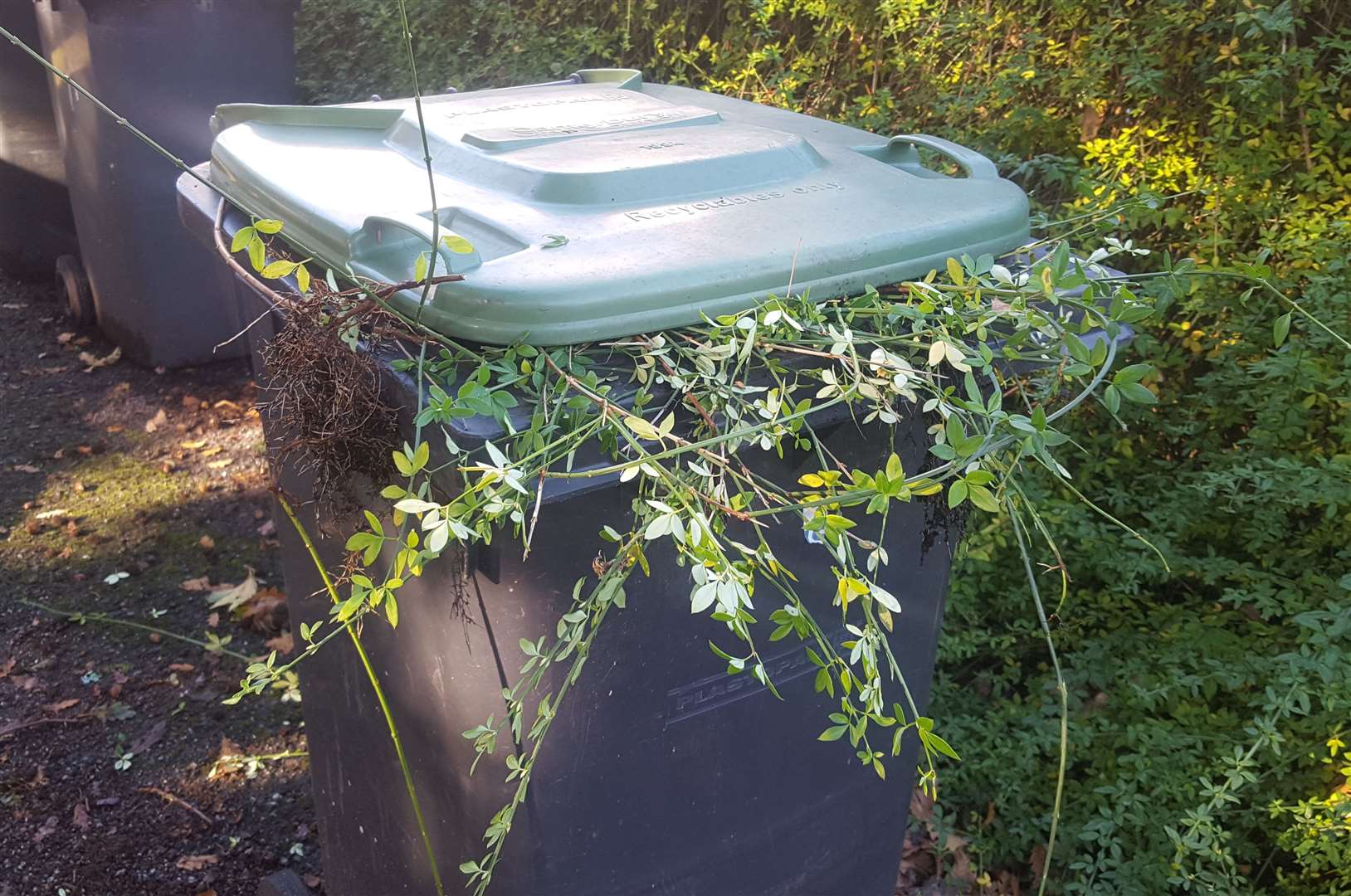 Green bins have been overflowing with garden waste. Stock pic.