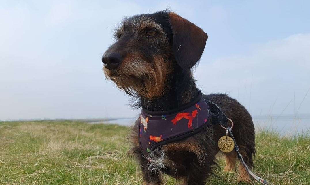 Tinkerbell the dachshund. Picture: Kailyn Kreiselmeier