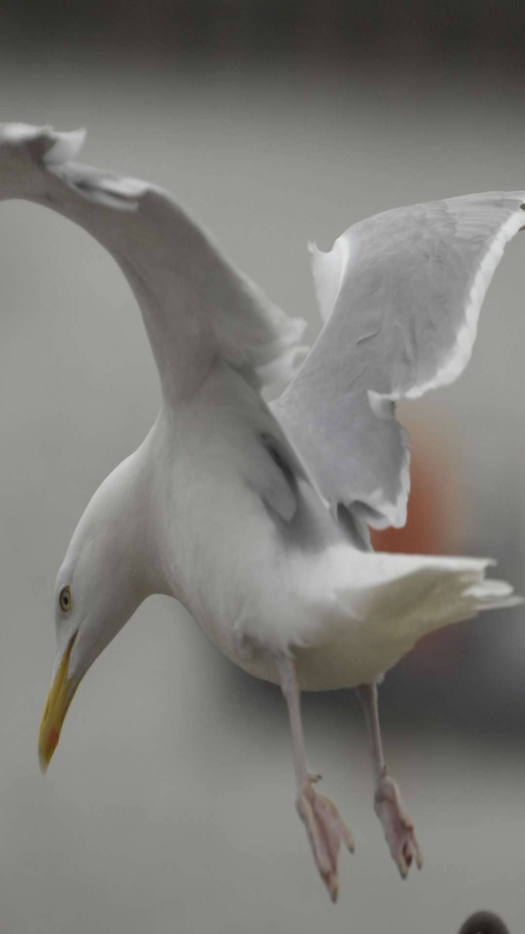 A seagull left the girl injured