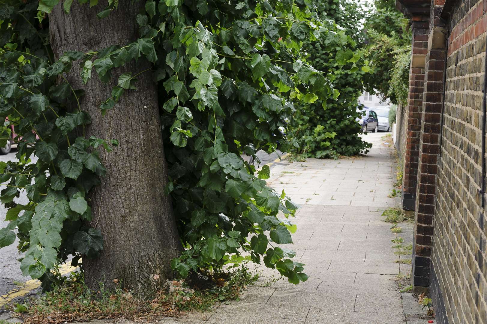 Two of the overgrowing trees