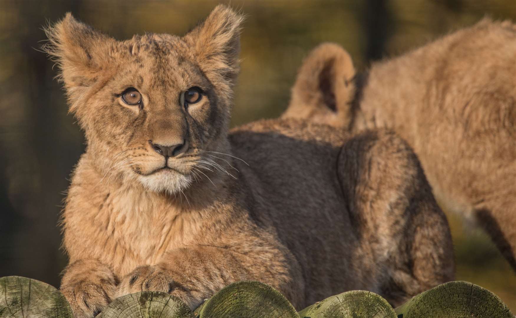 The wildlife park is home to 390 species, including many endangered animals. Picture: Howletts