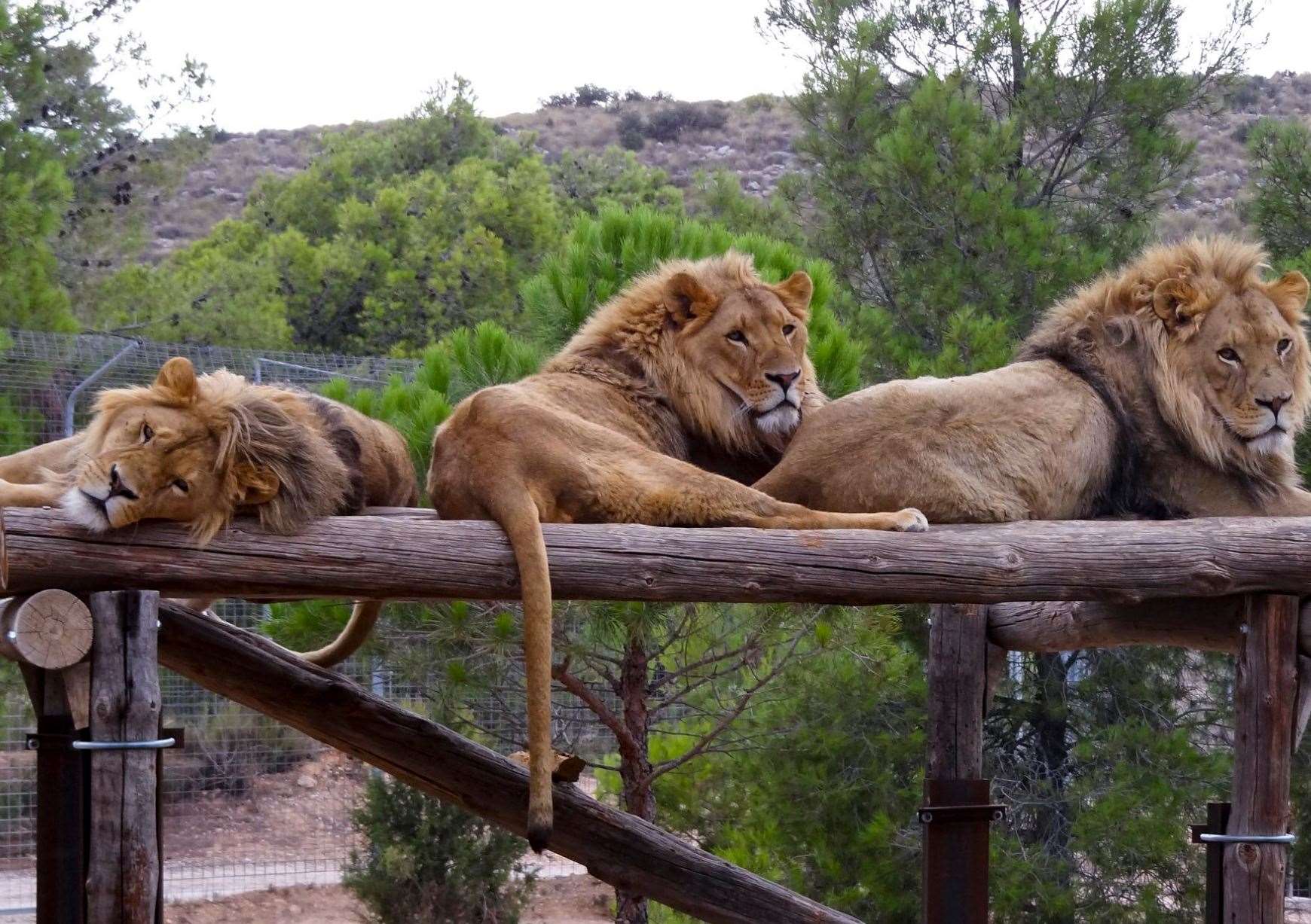 Plans for Anthares, Mojito and Tintín to come to Port Lympne have been halted. Picture: AAP Animal Advocacy and Protection