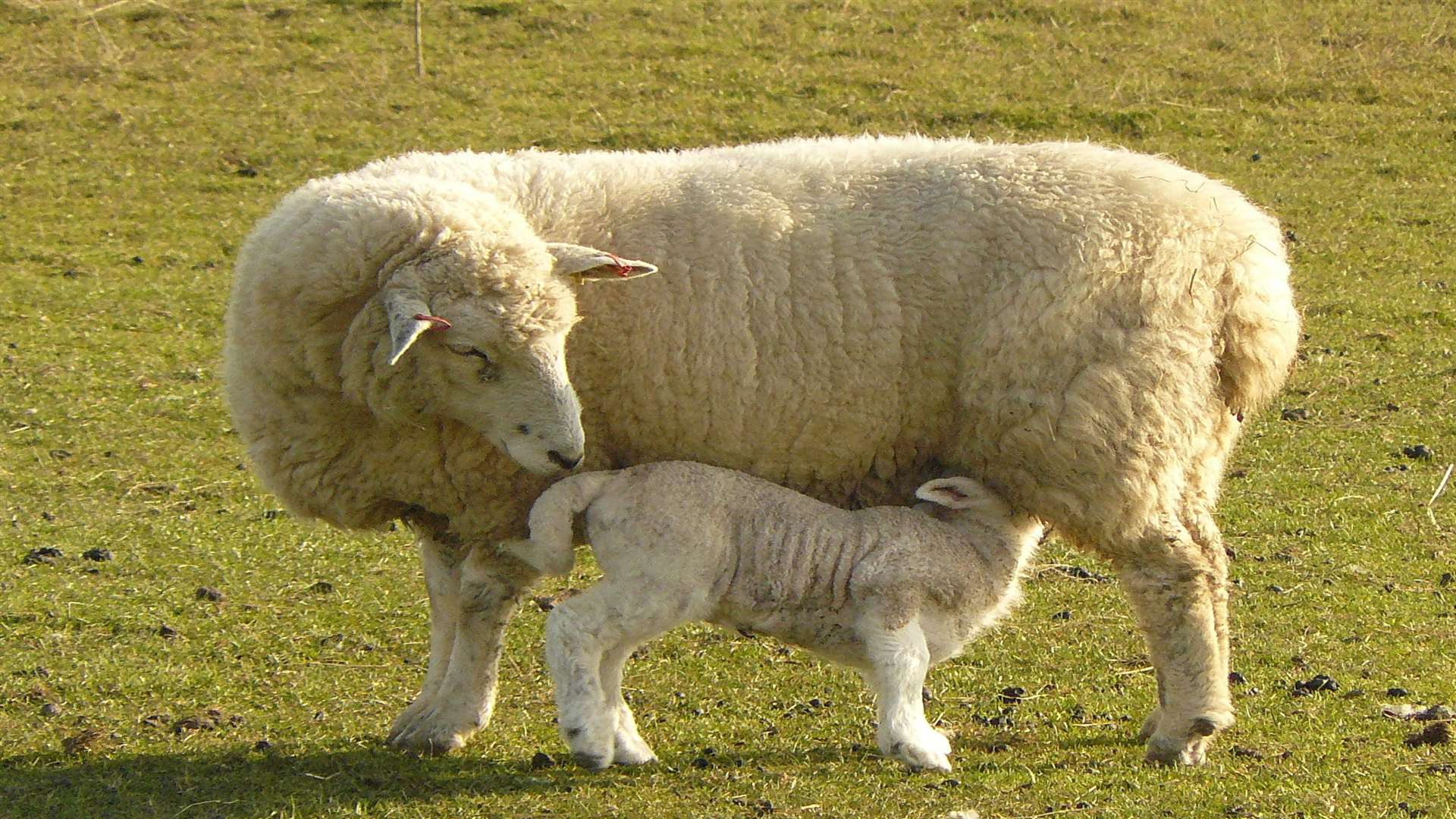 A number of sheep were spotted on Tonbridge Road. Stock image