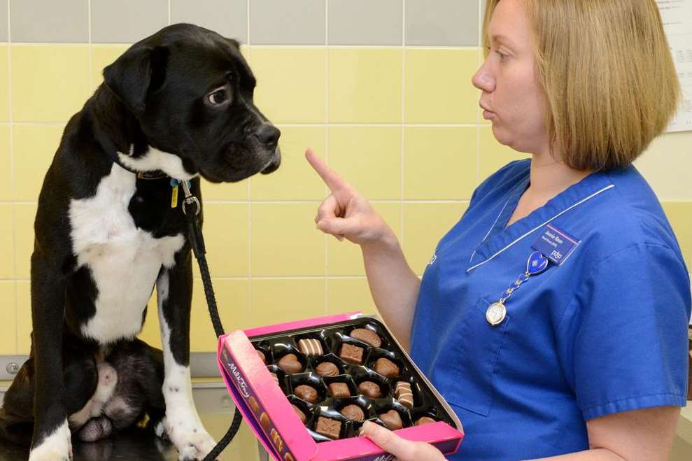 Sweet-toothed Bruiser has a soft centre for chocolates