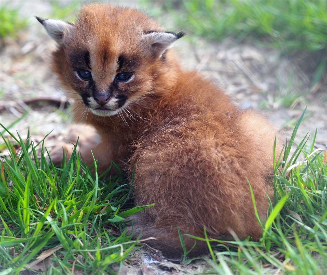 The caracals are native to the grasslands of Africa (Exmoor Zoo/PA)