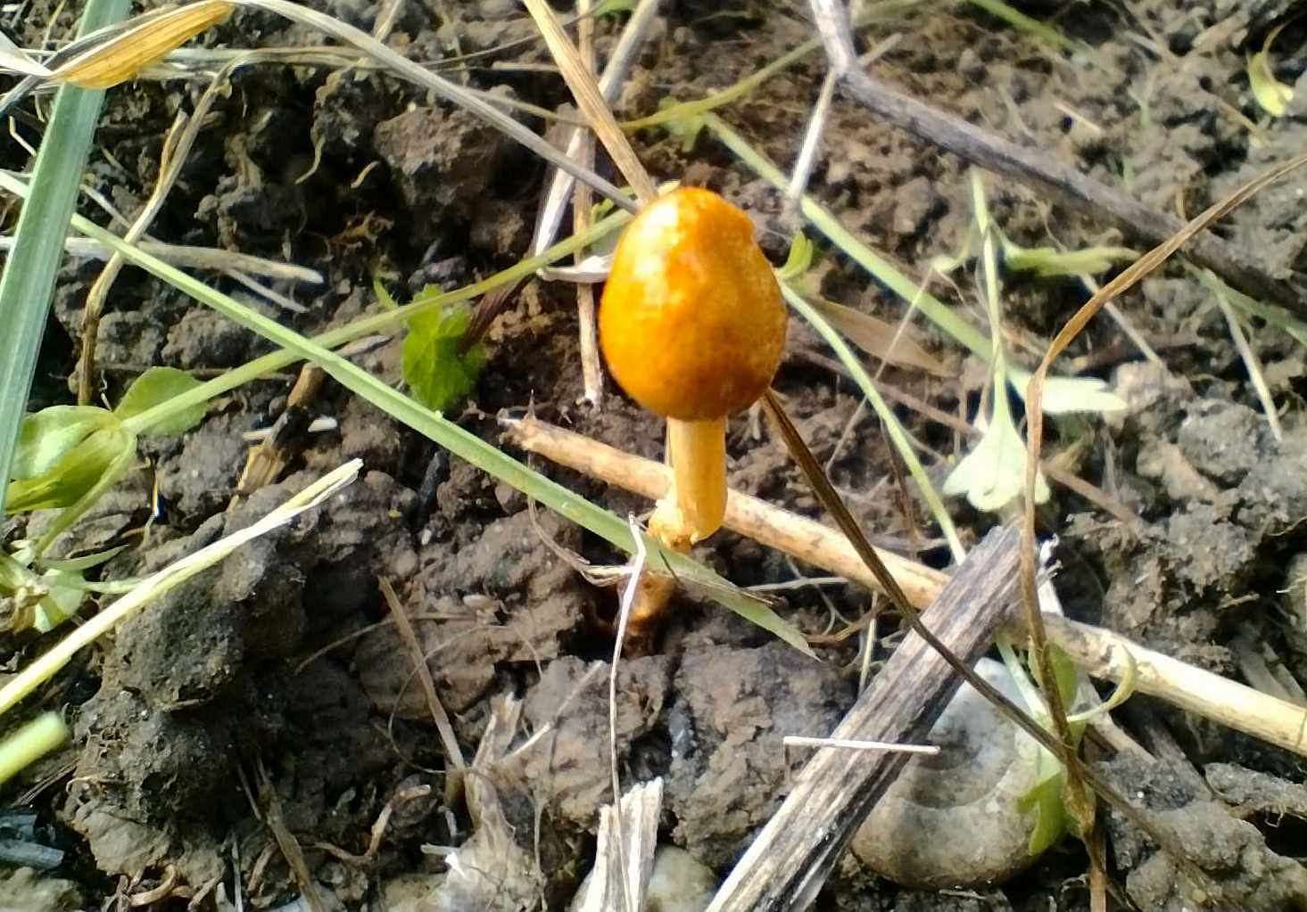 The fungus was found in Dane Valley, Margate. Picture: Dane Valley Woods