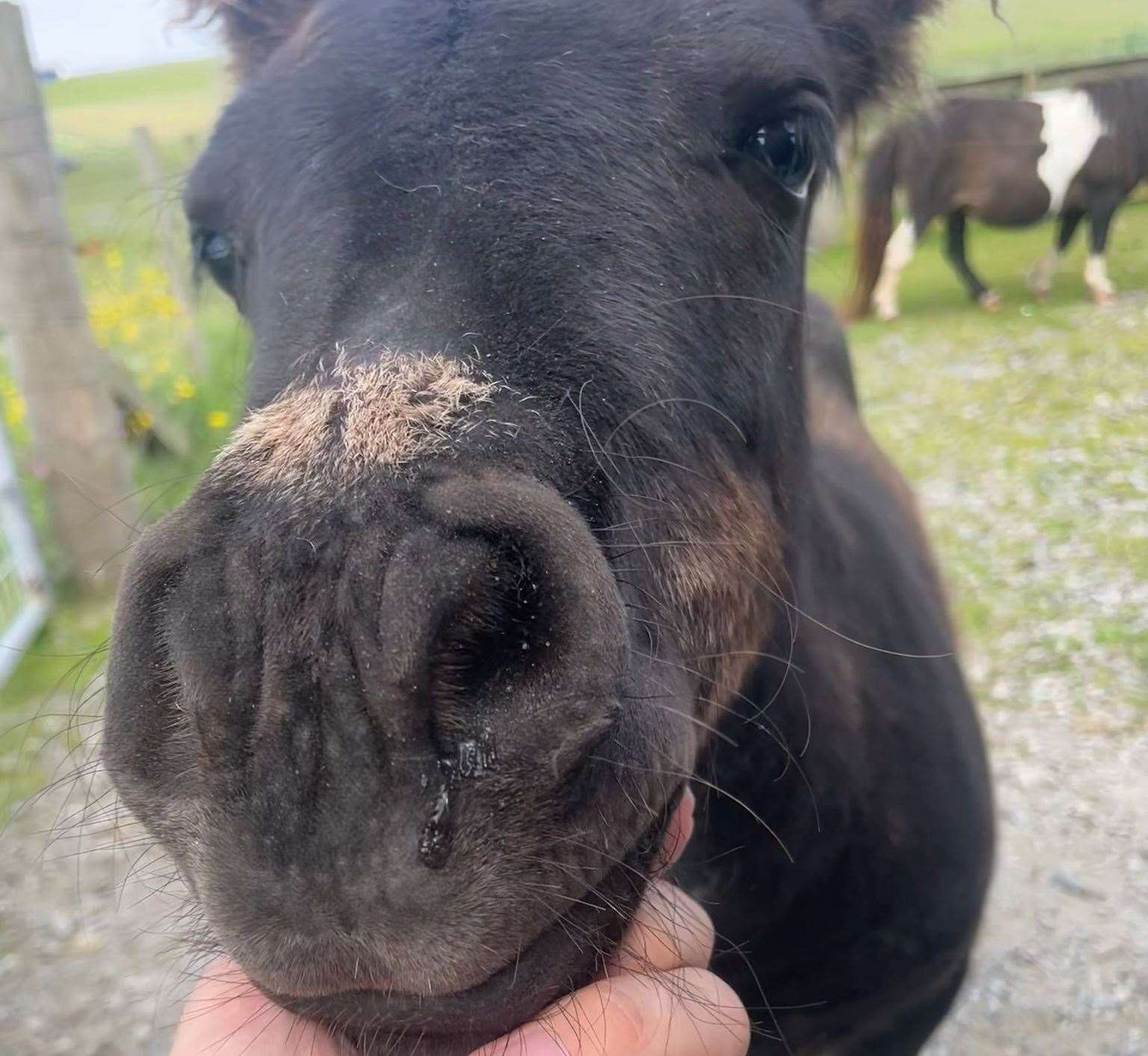 A Shetland pony foal at a stud near Lerwick, Shetland Islands