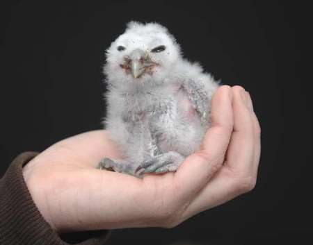 One of the chaco owls at the centre. Photograph: BARRY GOODWIN