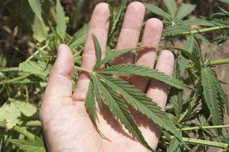 Police seized cannabis plants during a raid. Stock picture