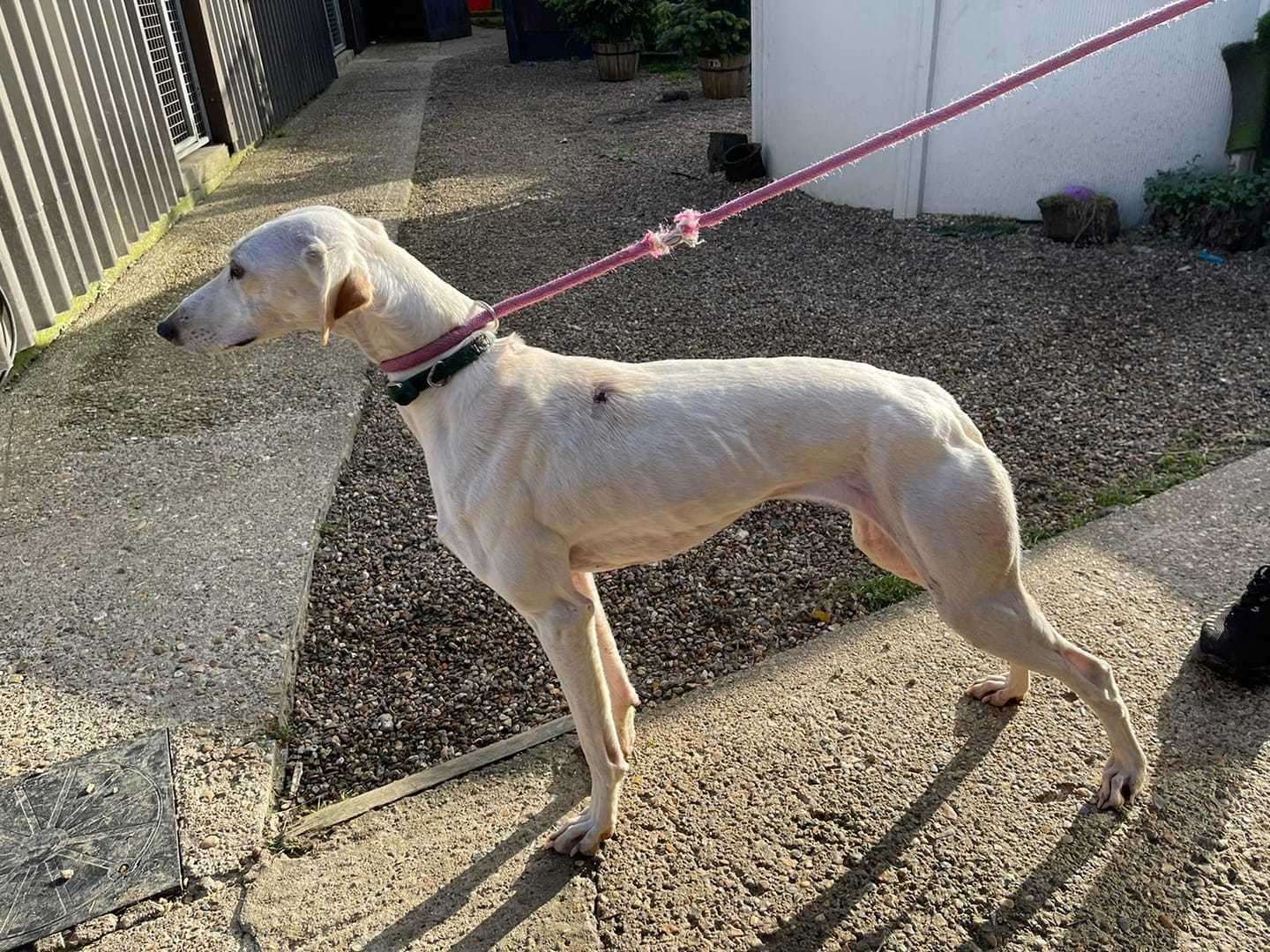 A female lurcher was found in Teynham