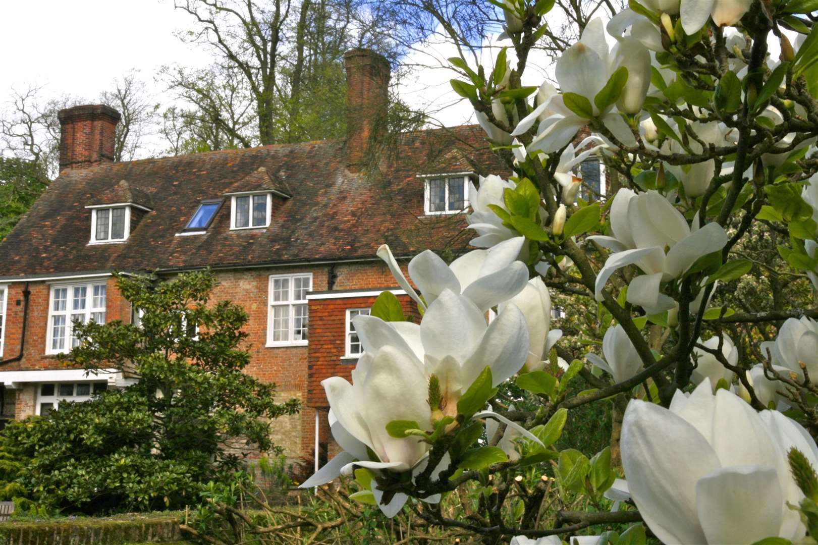 Magnolia at Great Comp Garden