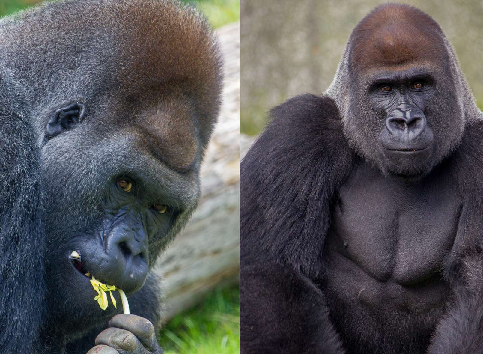 Four gorilla brothers are going to the wild in Congo from Port Lympne