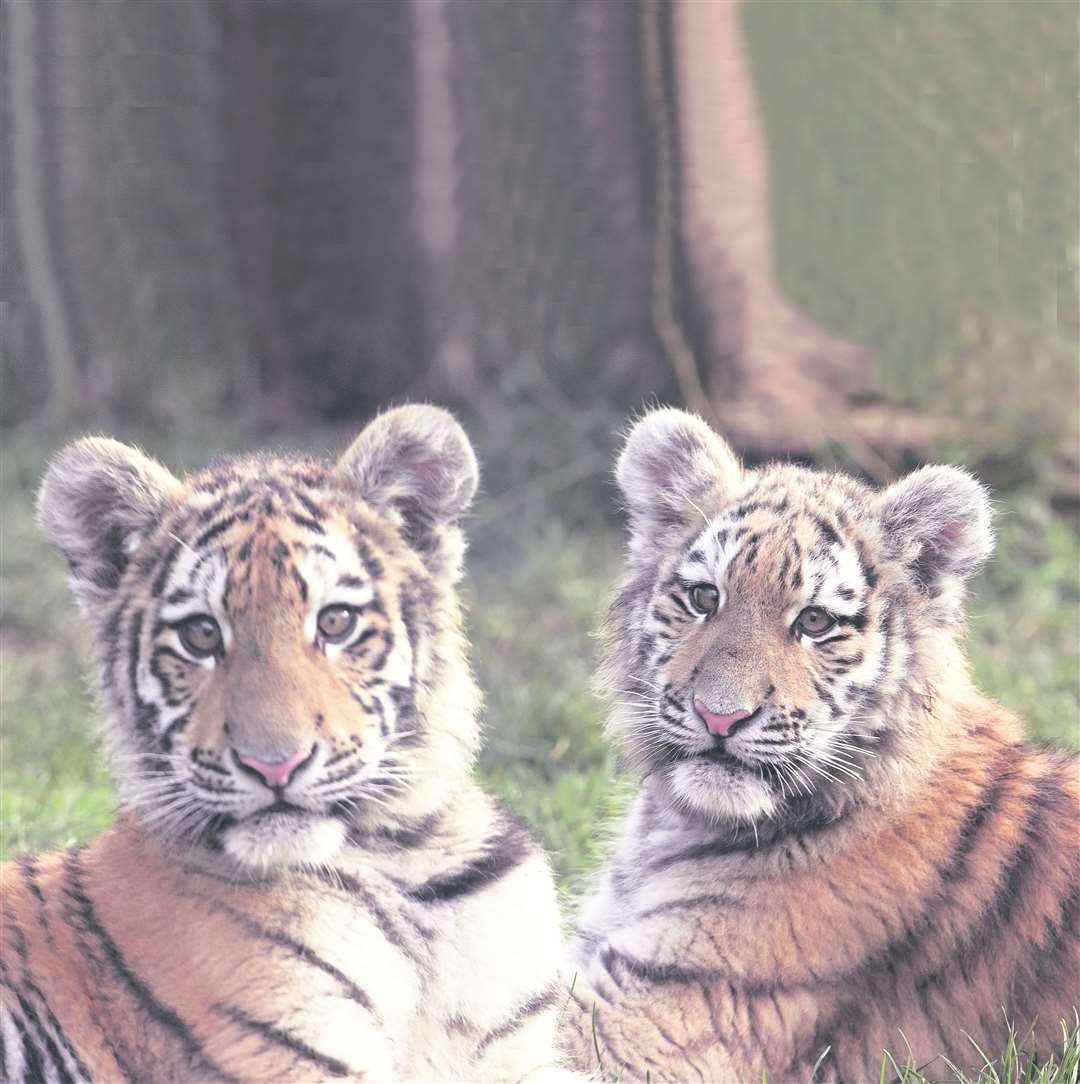 Port Lympne and Howletts will remain open despite the viirus outbreak