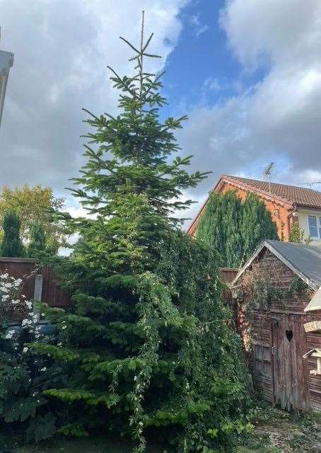 Hannah Brown's tree in her back garden in Milton Regis, near Sittingbourne. Picture: Hannah Brown