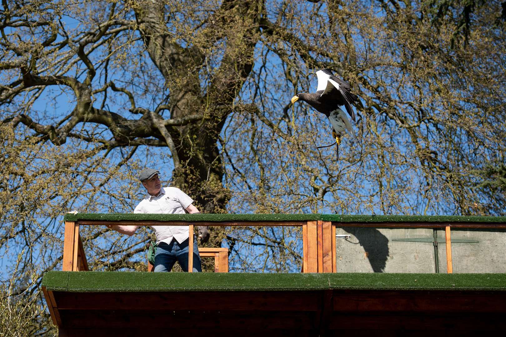 The head falconer exercises a Steller’s sea eagle (Jacob King/PA)