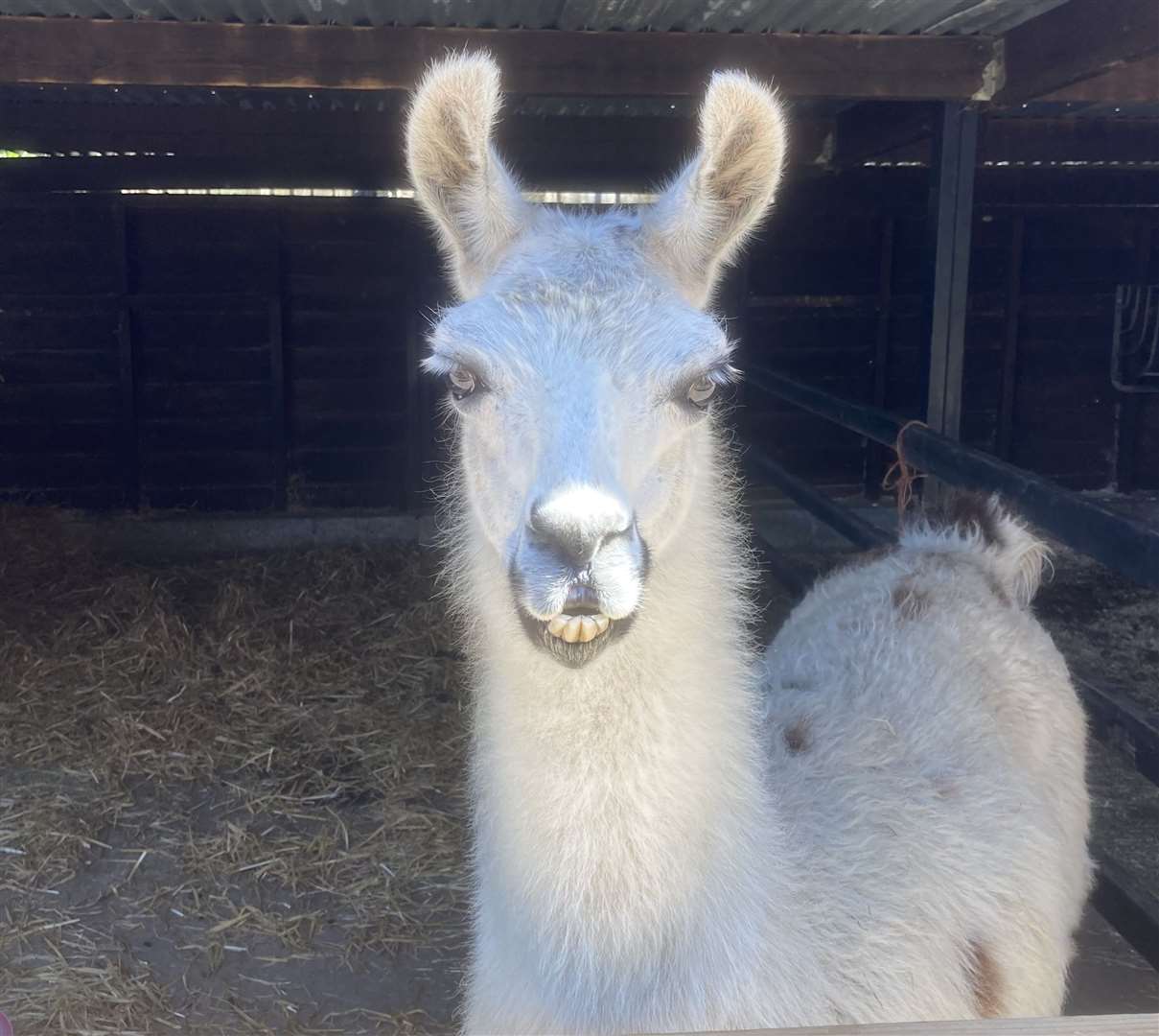 Meet the animals at the Hop Farm