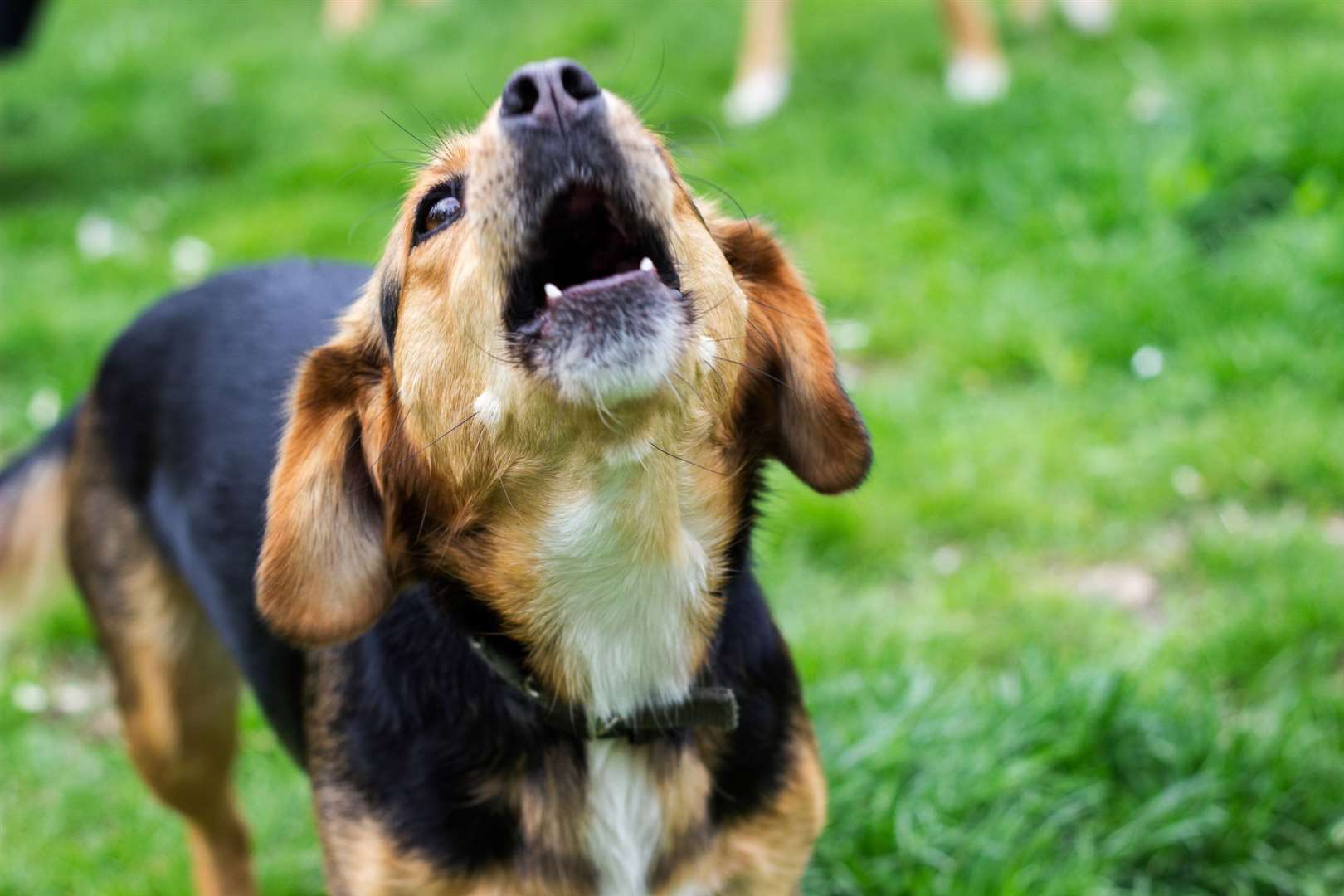 The advice is to only try and catch a stray if it is safe to do so. Image: iStock.