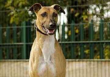 Tito is a Greyhound and Saluki mix. Picture: Last Chance Animal Rescue