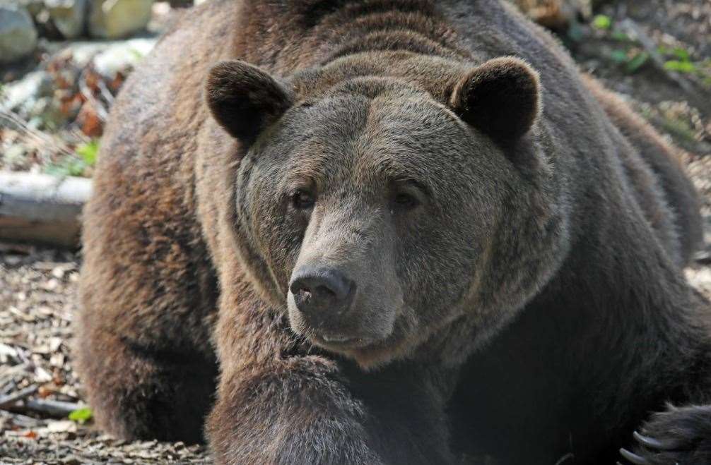 Fluff the brown bear at Wildwood. Picture: Wildwood Trust