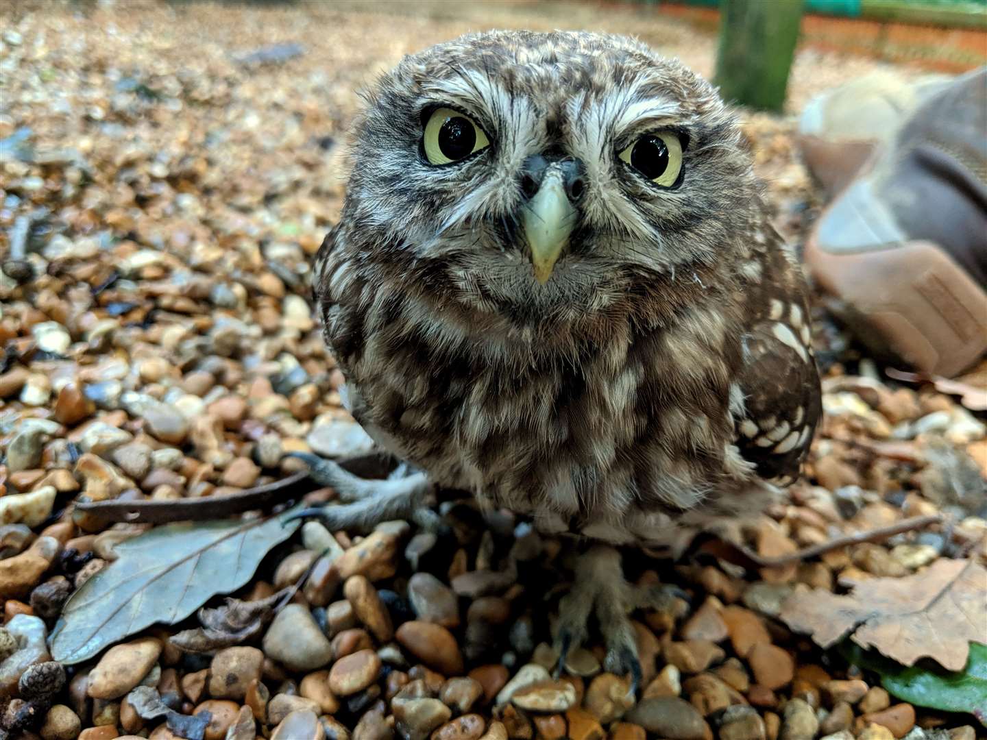 Wildwood's residents animals are starring on the Trust's Facebook, YouTube and Twitter accounts.