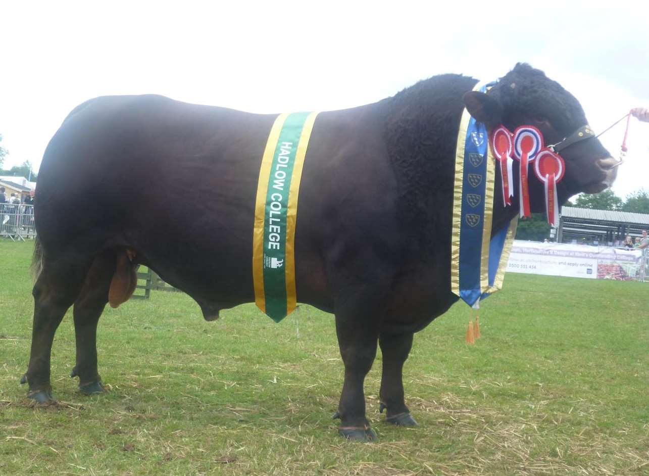 Gorgeous George at the Kent County Show