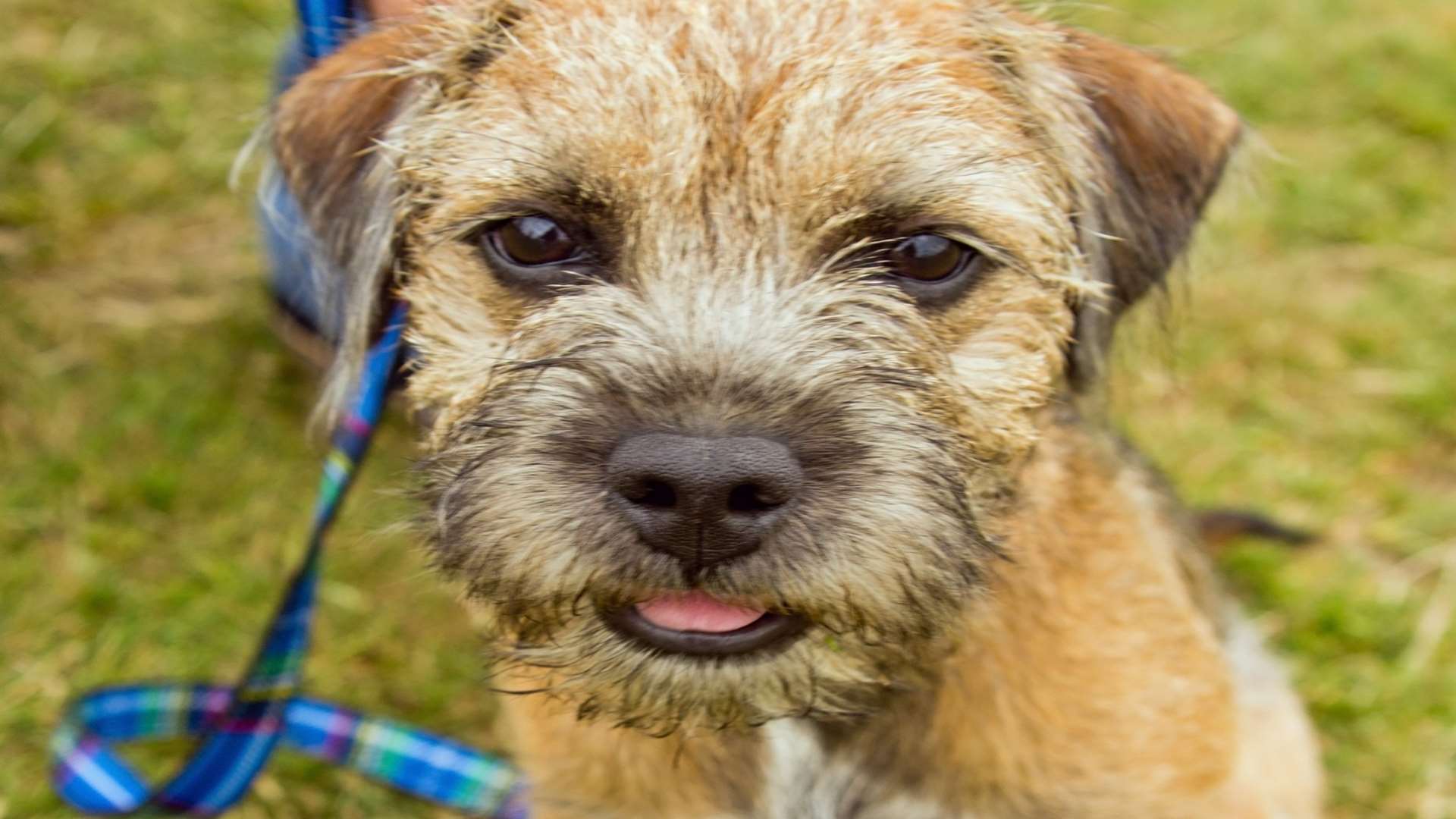 Benjie the Border Terrier