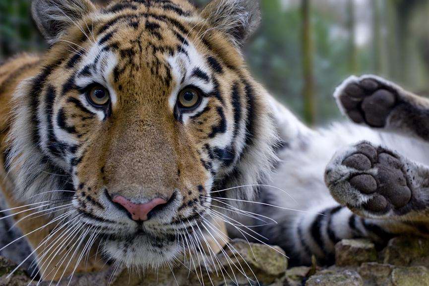 The council workers were given a day trip to Port Lympne. Picture Paul Webb