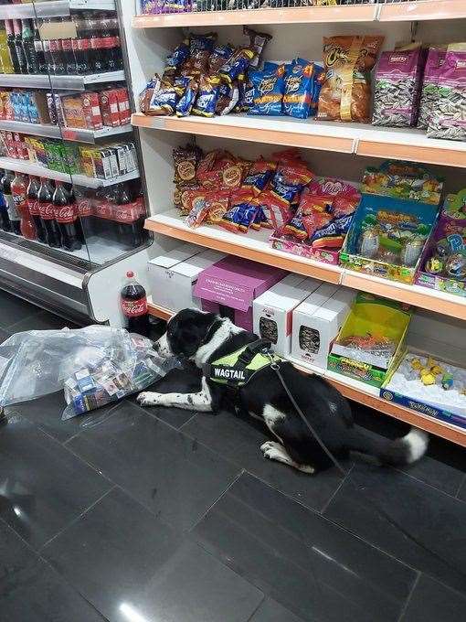 A sniffer dog with some of the haul