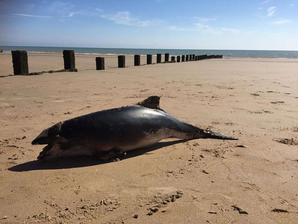 The porpoise on Dymchurch beach. Picture: Kelly Osbourne