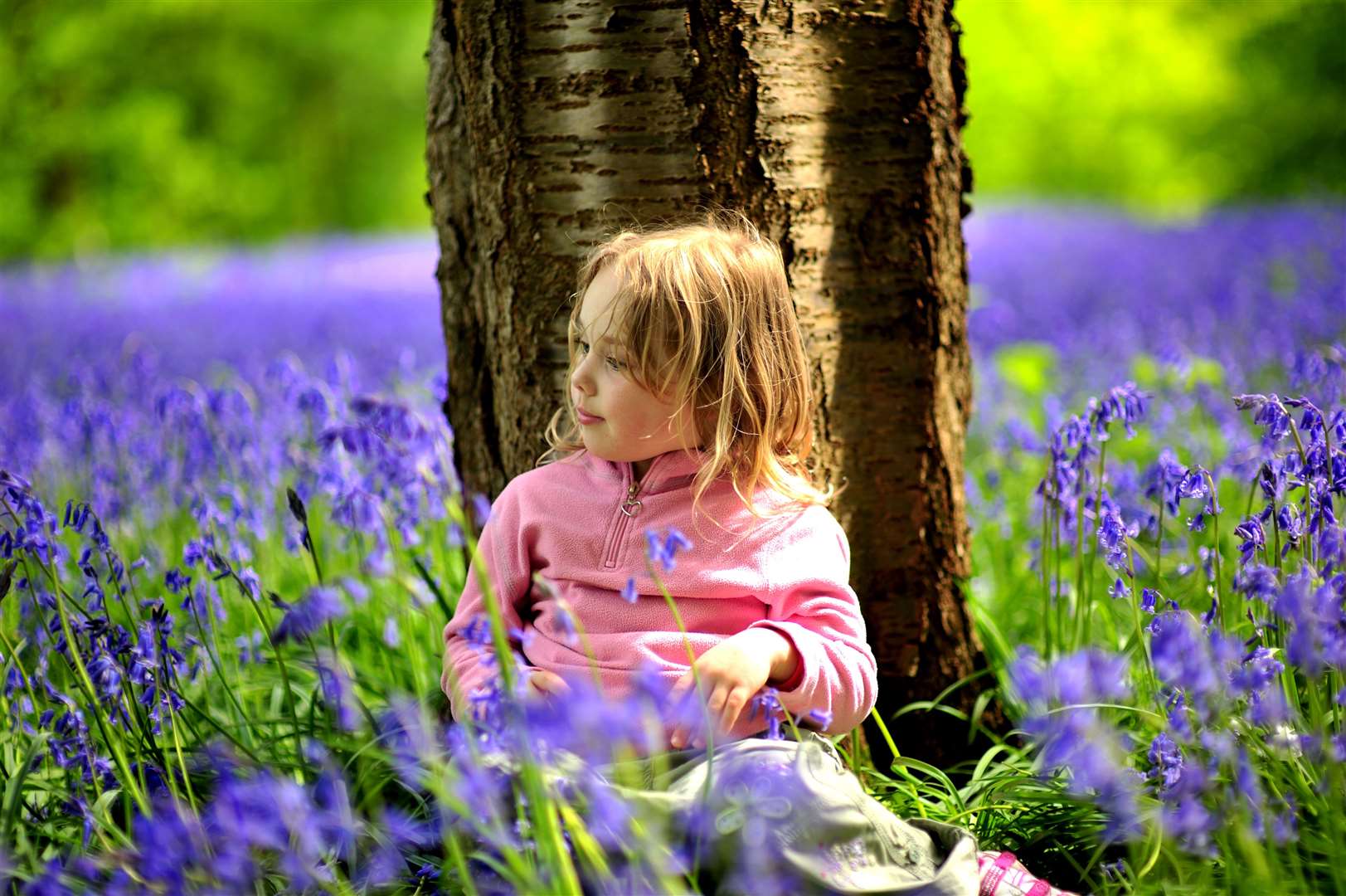 The bluebells in bloom at Hole Park, Kent