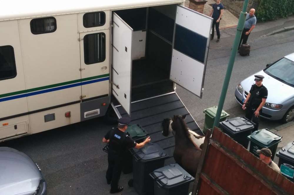 Officers rounded up the horses on Fulwich Road. Pictures supplied by Matt Wright.