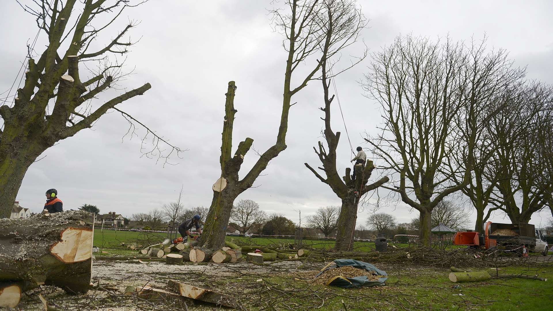 Contractors at work cutting down diseased trees in Herne Bay's Memorial Park