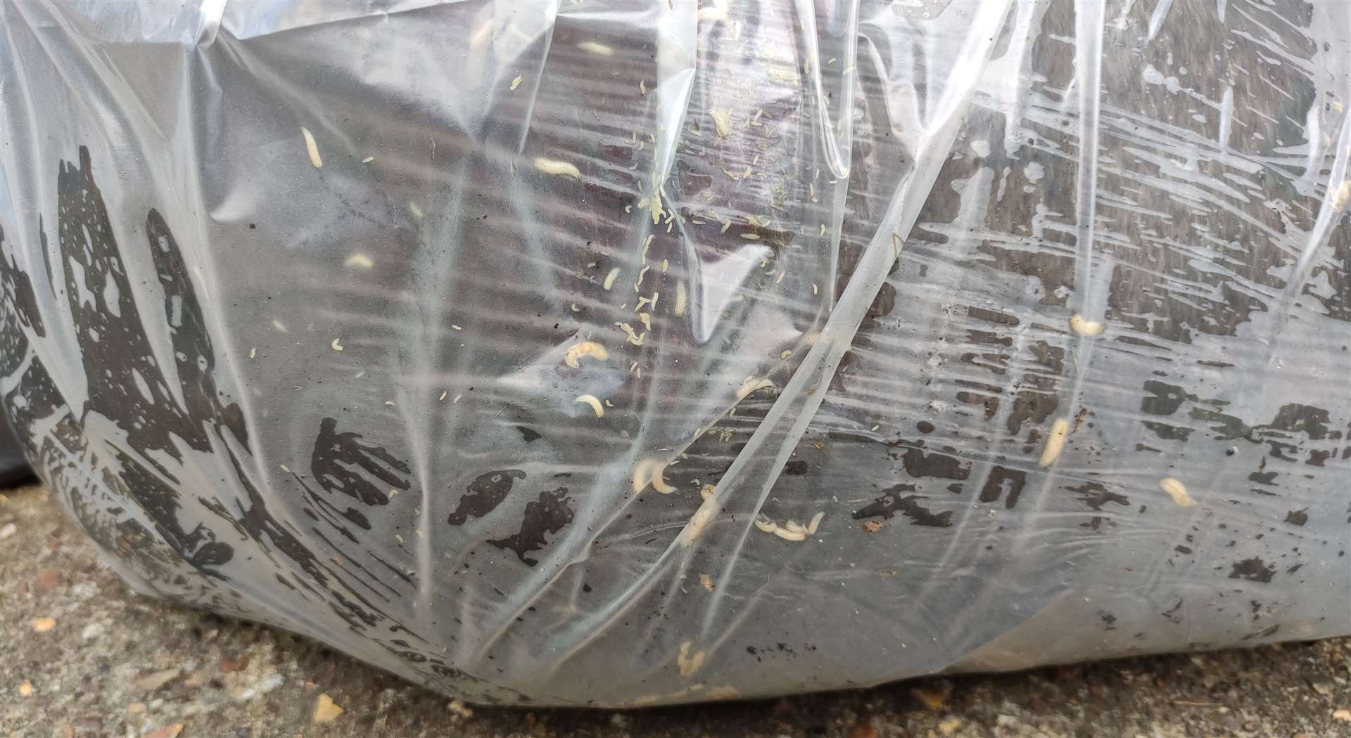 Maggots in the bottom of the bin bags