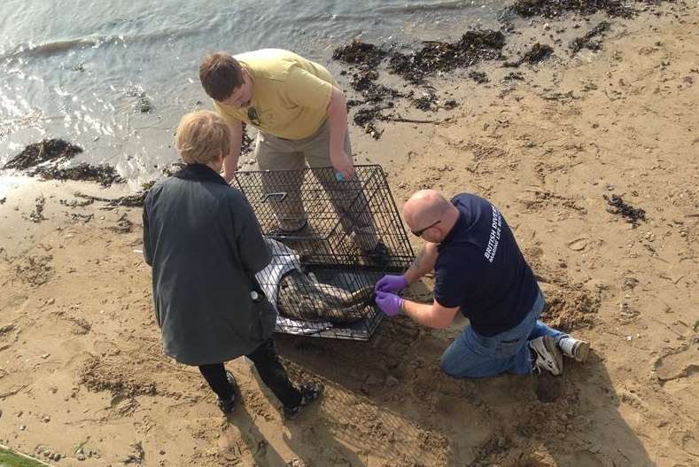 Safely inside the cage, the rescued seal pup is taken away. Picture: Justin Chant