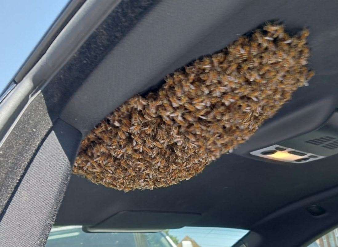 The bees formed a pack the size of half a football when they tried to nest in a BMW in Lydd, Romney Marsh. Picture: Peter Down