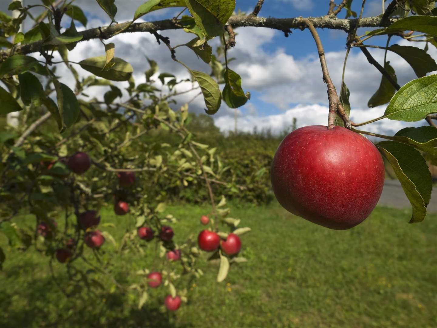 There will be plenty of apples to pick and taste