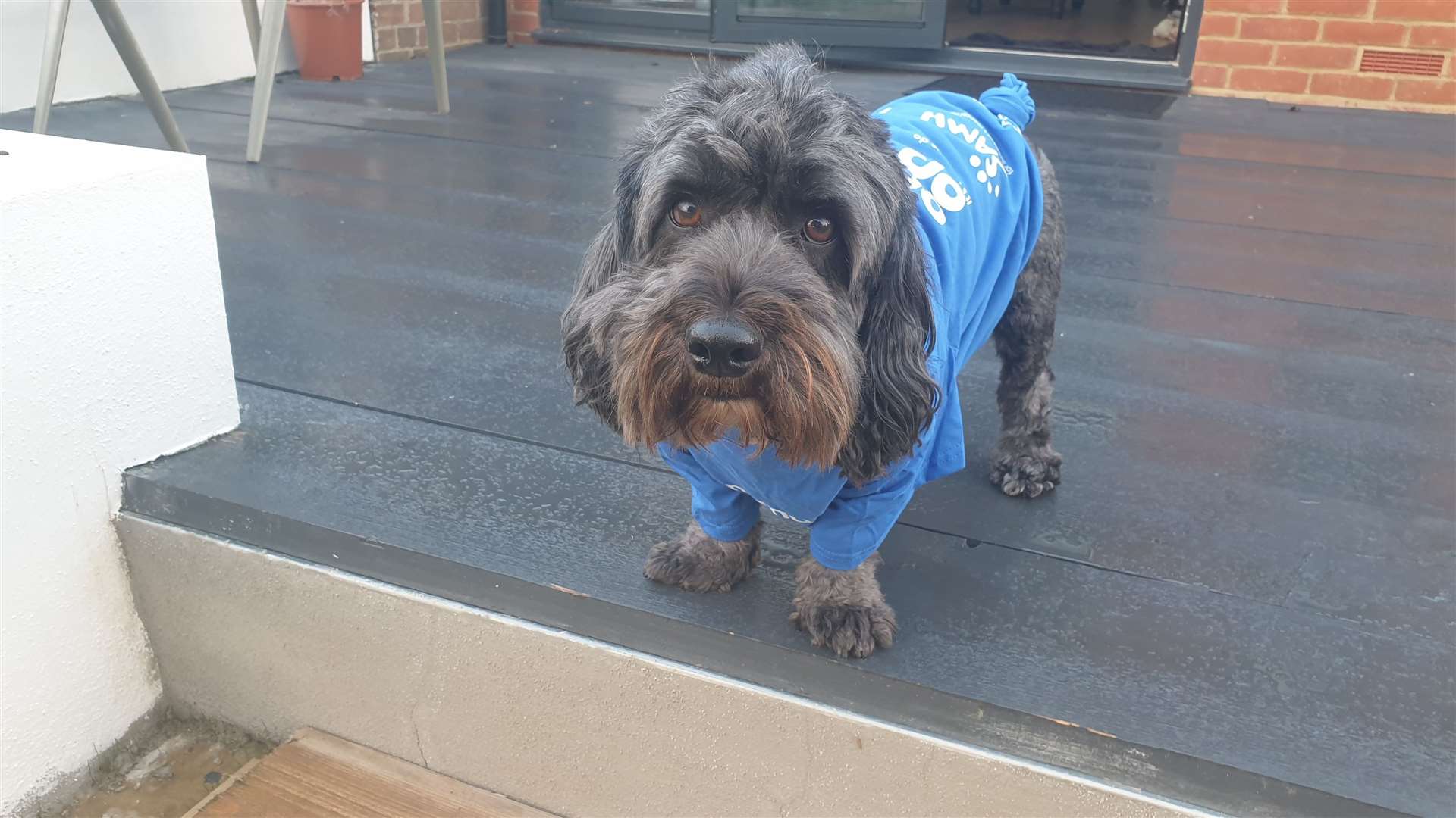 Buddy the dog was excited to take part in the Co-op Funeralcare fundraiser