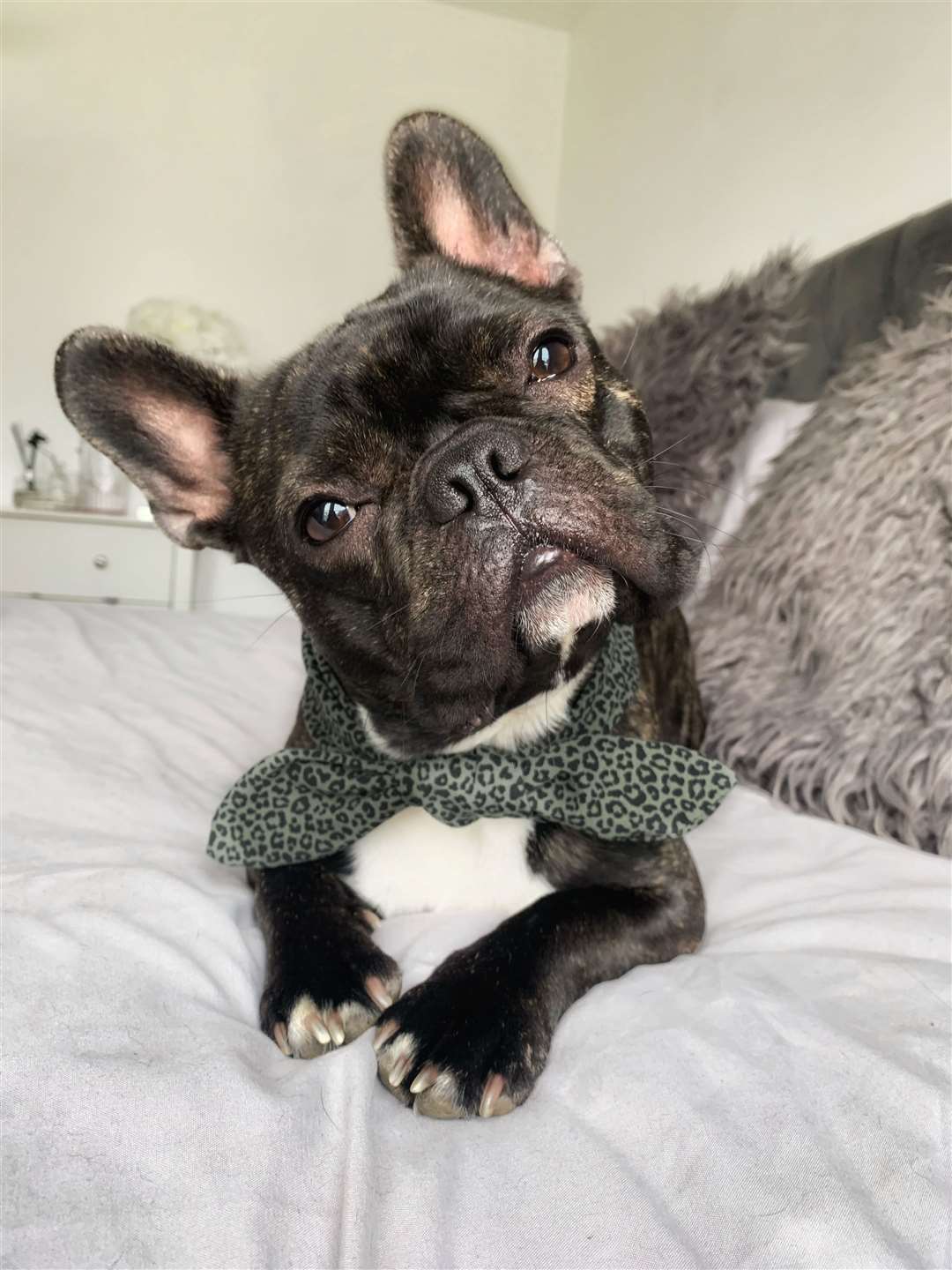 Bruce the French Bulldog cross