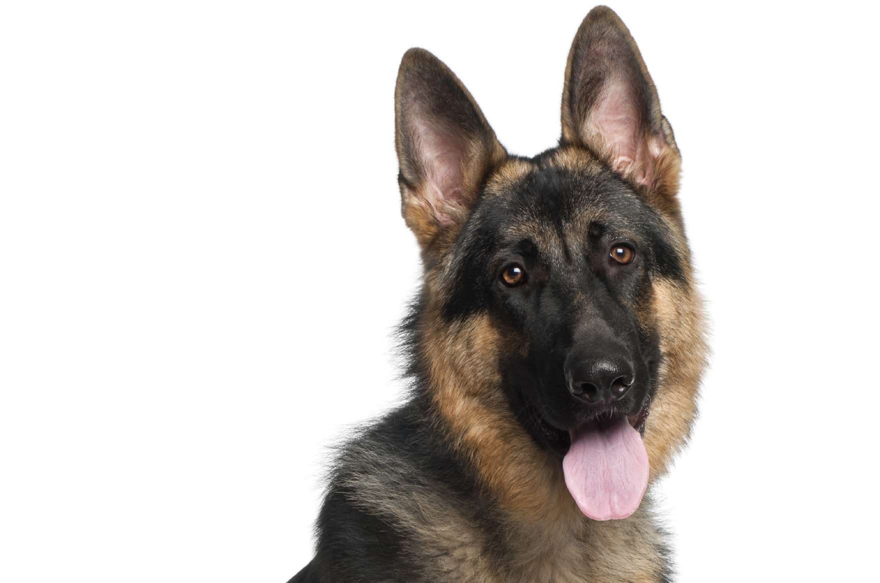 A German shepherd