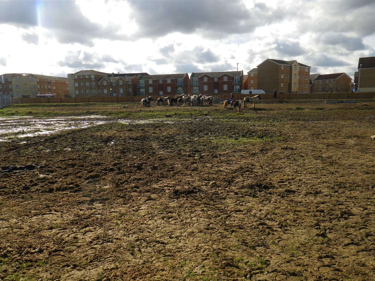 Barbed wire, plastic netting and litter were found dumped next to the horses. (3177506)